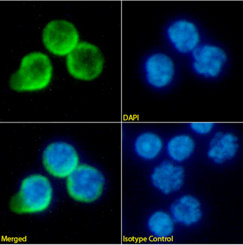 Anti-PD-1 [29F.1A12]