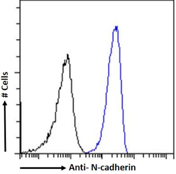 Anti-N-cadherin [8C11]