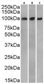 Anti-alpha catenin [1G5]