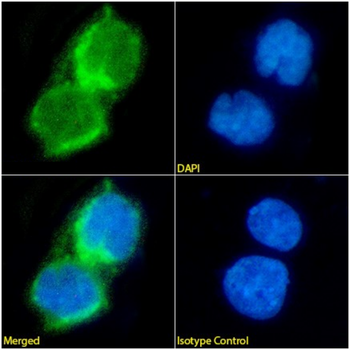 Anti-CD8 [BAG 45G1]