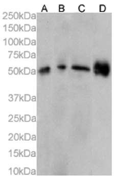 Anti-PD-L2 [366C.9E5]