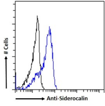 Anti-Siderocalin [MAB1857]