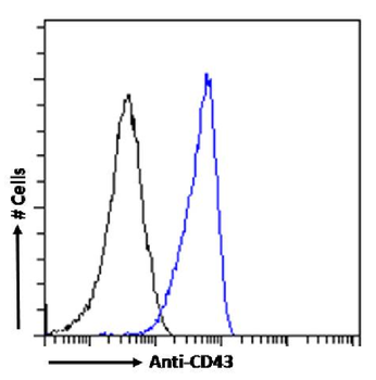Anti-CD43 [OX-56]