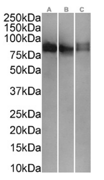 Anti-CD43 [OX-56]
