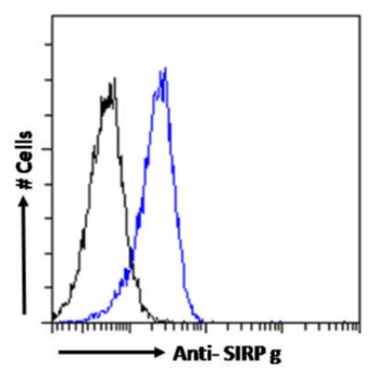 Anti-SIRP g [OX-119]