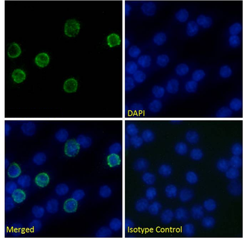 Anti-CD4 [OX-68]