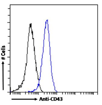 Anti-CD43 [OX-58]