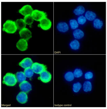 Anti-CD43 [OX-58]