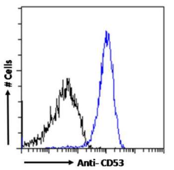 Anti-CD53 [OX-44]
