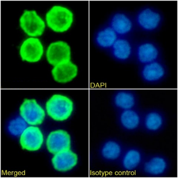 Anti-Rat antibody kappa light chains [OX-12]