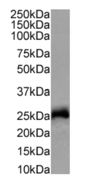 Anti-Rat antibody kappa light chains [OX-12]