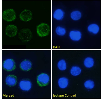 Anti-SIRPB2 [OX-137]