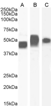 Anti-CD147 [OX-114]