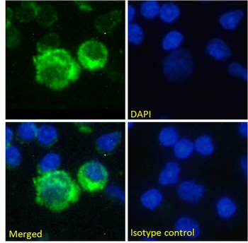 Anti-CD45RA or A/B [OX-30]