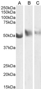 Anti-CD48 [OX-78]
