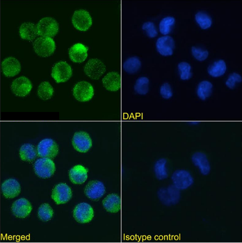 Anti-CD172b / SIRPB [OX-130]