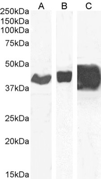 Anti-CD48 [OX-45]