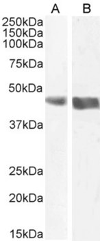 Anti-CD244 [OX-122]