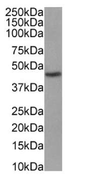 Anti-MHC I (RT1A) [OX-18]