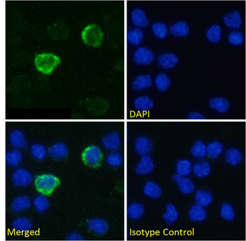 Anti-CD11c [OX-42]