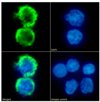Anti-CD8a [OX-8]