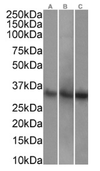 Anti-CD8a [OX-8]