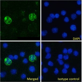 Anti-MHC II [OX-6]