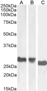 Anti-MHC II [OX-6]