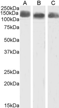 Anti-CD43 [W3/13]