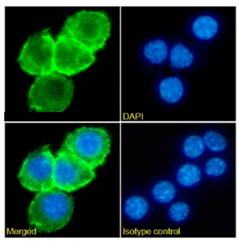 Anti-CD204 [2F8 (recombinant version)]