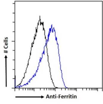 Anti-Ferritin [F11 (HSF102)]