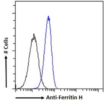 Anti-Ferritin H [4C9]