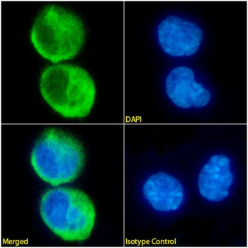 Anti-HLA-DR10 [Lym-1]