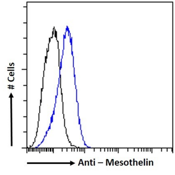 Anti-Mesothelin [MN-1]