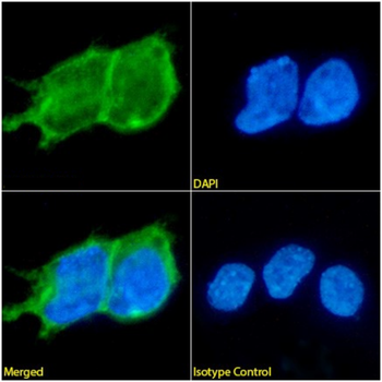 Anti-PSMA [J591]