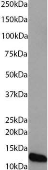 Anti-Insulin [Ab 123 (mAb3, CC9C10)]