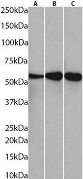 Anti-Fibrin beta-chain [59D8]