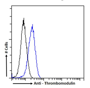 Anti-Thrombomodulin [QBEND/40]