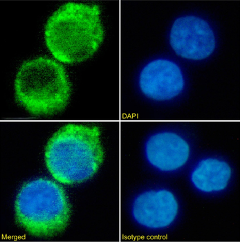 Anti-CD34 [QBEND/10]