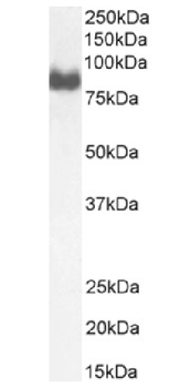 Anti-CD34 [QBEND/10]