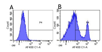 Anti-CD40 [G28.5]