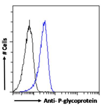 Anti-P-glycoprotein [MRK16]