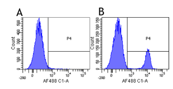 Anti-CD19 [HD37]