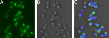 Anti-Human Ephrin Type A receptor 2 [1C1]