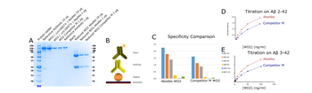Anti-Amyloid beta (aa 4-10) [WO2]