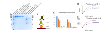 Anti-Amyloid beta (aa 4-10) [WO2]