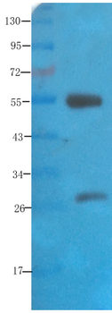 Anti-Polysialic acid [735]