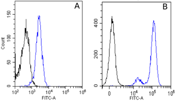 Anti-EGFR [528]