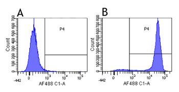 Anti-CD52 [YTH 34.5-G2b (Campath-1G)]