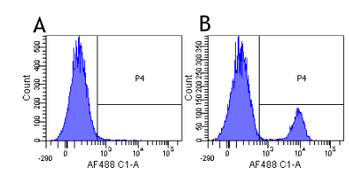 Anti-CD19 [4G7]
